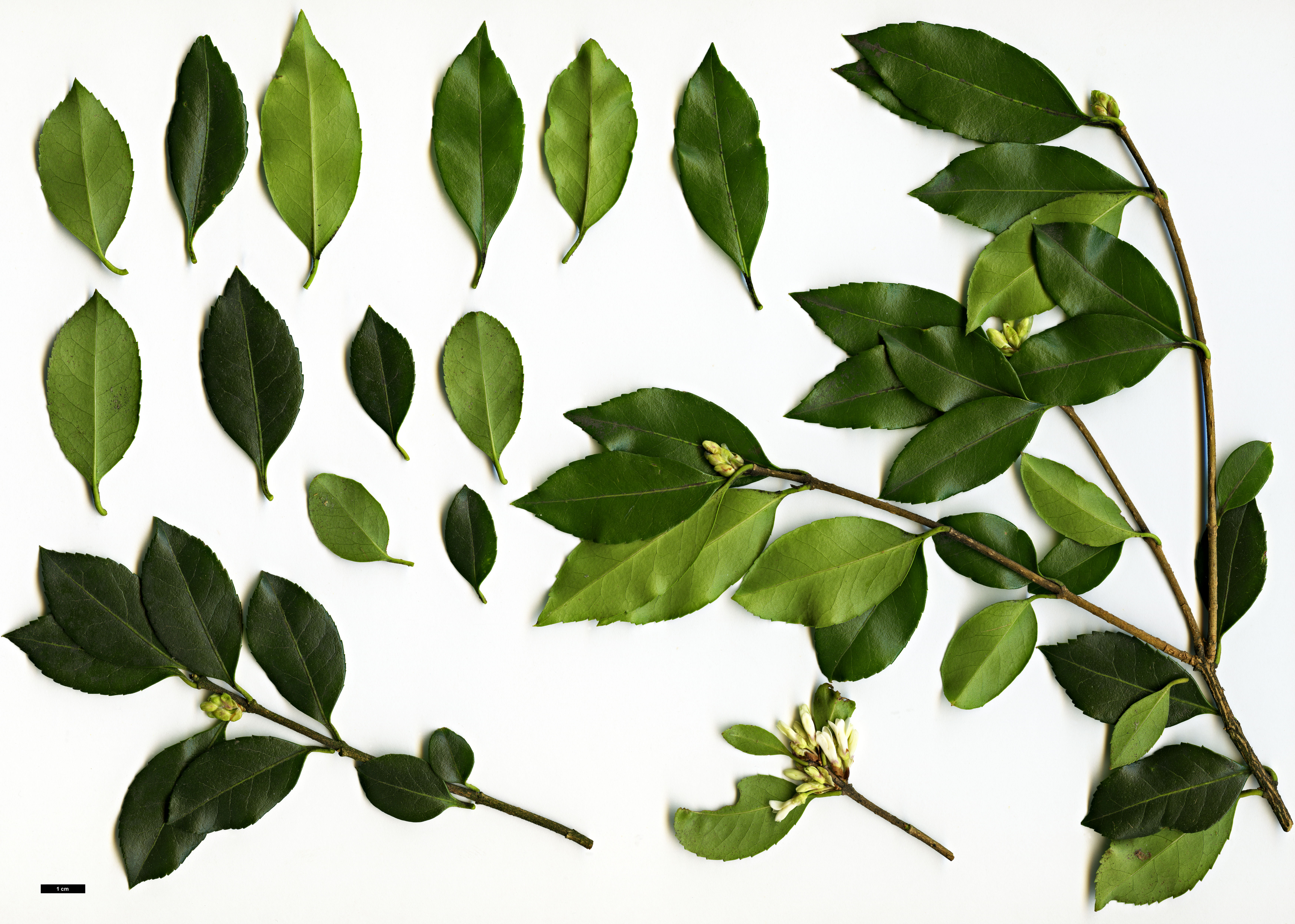 High resolution image: Family: Oleaceae - Genus: Osmanthus - Taxon: delavayi × O.suavis